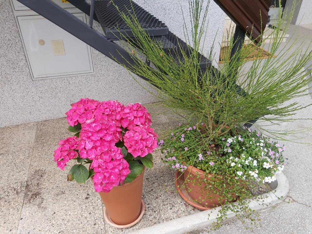 בלד Apartma Arnez מראה חיצוני תמונה